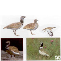 گونه زنگوله‌ بال Little Bustard